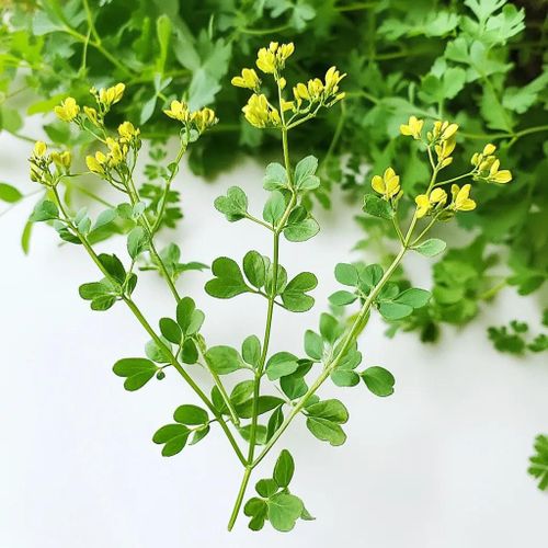 100 Graines De Rue Officinale (Ruta Graveolens) - Semisauvage Permaculture