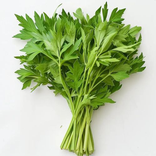 300 Graines De Livèche (Levisticum Officinale) Céleri Perpétuel - Semisauvage Permaculture