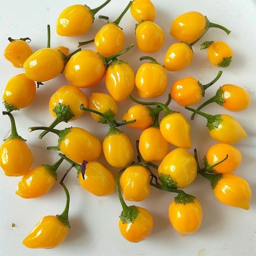 25 Graines De Piment Aji Charapita - Semisauvage Permaculture