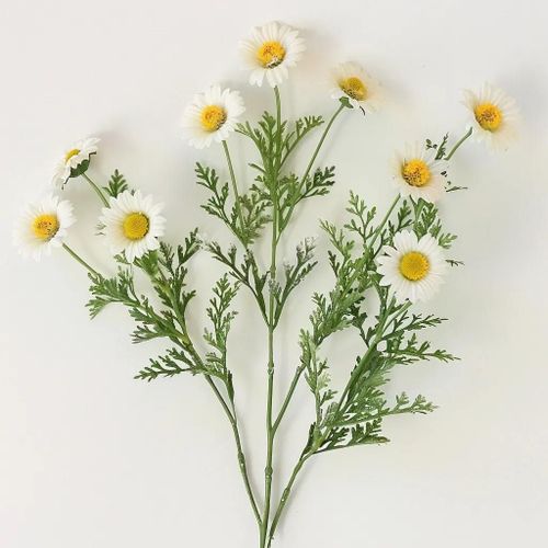 2500 Graines De Camomille Matricaire - Semisauvage Permaculture