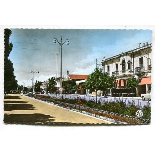 Carte Postale - L' Avenue De Verdun - Perrégaux - Algérie Française