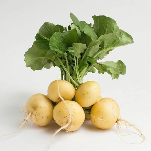 300 Graines De Radis Rond Jaune - Semisauvage Permaculture