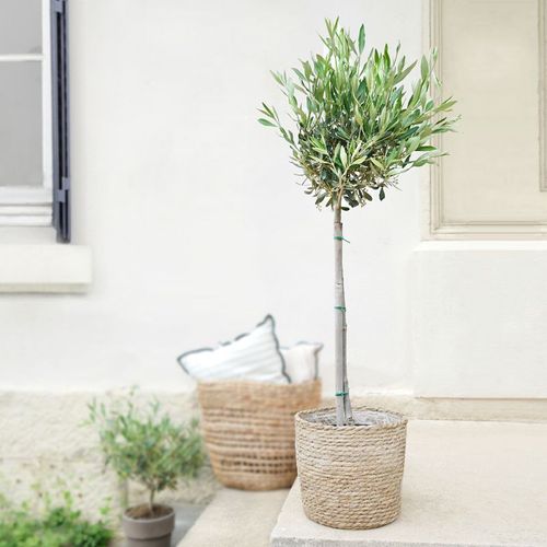 Olivier + Cache Pot - Collection Plantes - Livraison Par Chronopost - L'atelier Interflora