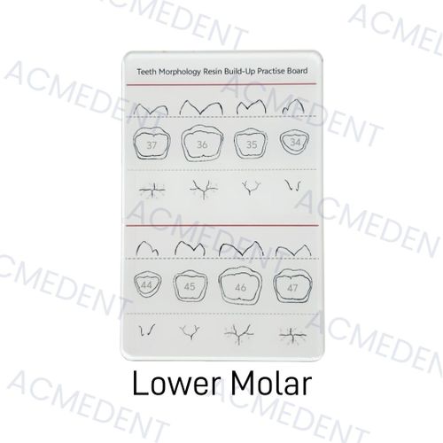3tandental-Planche De Morphologie Dentaire En Résine,Modèle De Remplissage En Résine Composite,Pour La Pratique De L'étude Mo - Type Lower Molar X1pc
