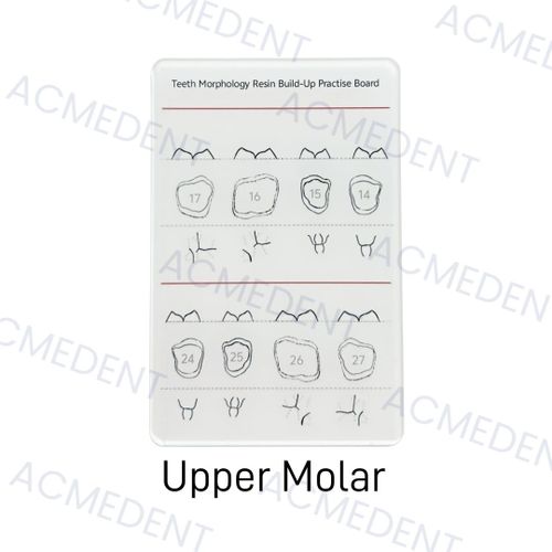 3tandental-Planche De Morphologie Dentaire En Résine,Modèle De Remplissage En Résine Composite,Pour La Pratique De L'étude Mo - Type Upper Molar X1pc