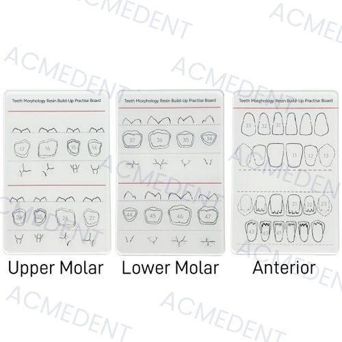 3tandental-Planche De Morphologie Dentaire En Résine,Modèle De Remplissage En Résine Composite,Pour La Pratique De L'étude Mo - Type 1pc Of Each Size