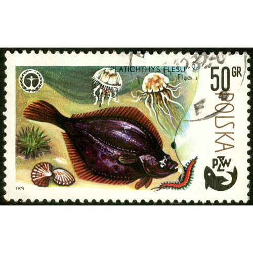 Timbre Oblitéré Polska, Platichthys Flesu, Fladra, Pzw, 1979, 50 Gr