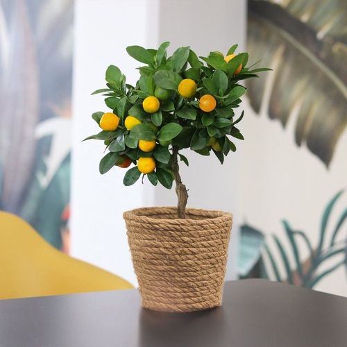Calamondin + Cache Pot - Collection Plantes - Livraison Par Chronopost - L'atelier Interflora