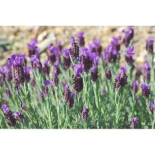 Sachet Graines Lavande Papillon Lavandula Stoechas Vilmorin