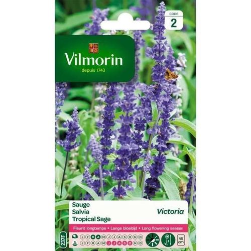 Vilmorin Sauge Bleue Victoria