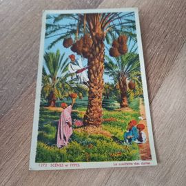 Cpa La Cueillette Des Dates Tunisie