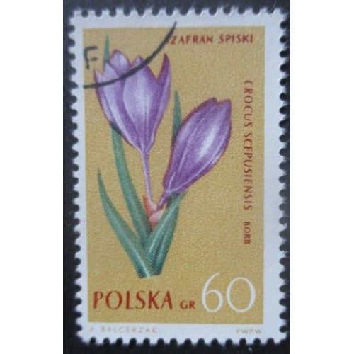 Pologne N°1185 Crocus Oblitéré