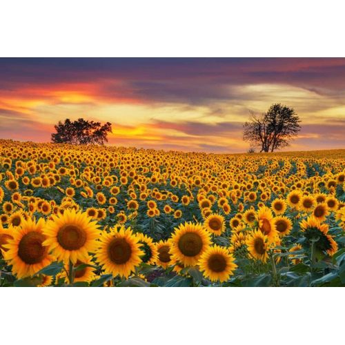 Puzzle De Tournesol Pour Adultes De 1000 Pièces Difficile - Artisanat Pour La Décoration De La Maison - Jeu De Divertissement (70 X 50 Cm)