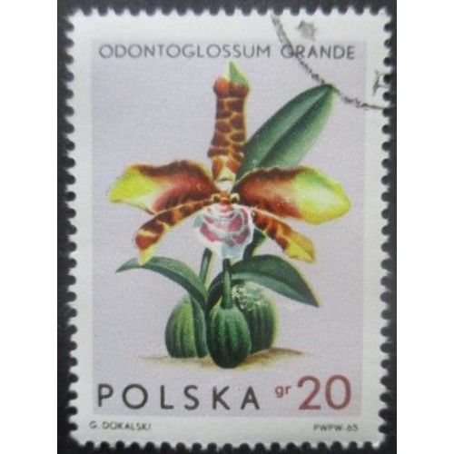 Pologne N°1463 Orchidées Oblitéré