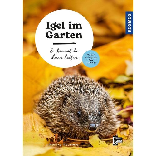 Igel Im Garten