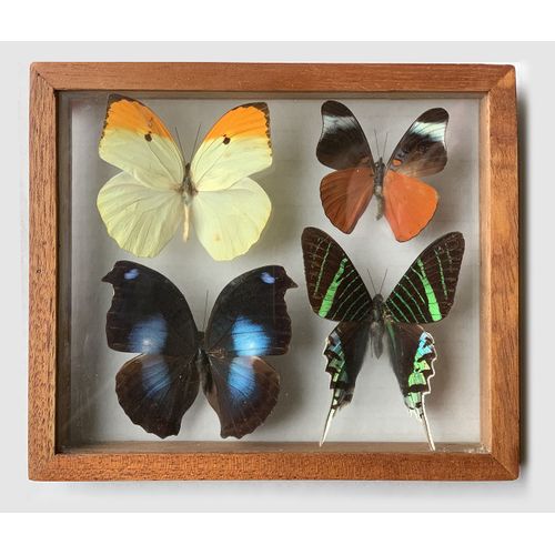 Papillons Naturalisés Sous Verre Vintage Cabinet De Curiosté
