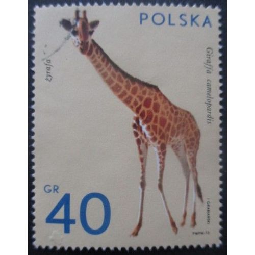 Pologne N°2008 Girafe Oblitéré