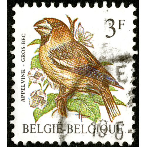 Timbre Oblitéré België - Belgique, Appel Vink - Gros-Bec, 3 F