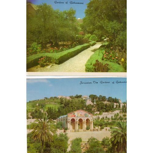 Israël , Jérusalem , Les Jardins De Gethsemani