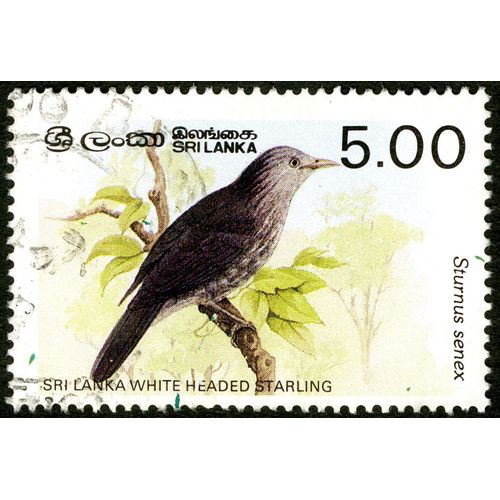 Timbre Oblitéré Sri Lanka, Sri Lanka White Headed Starling, Sturnus Senex, 5.00