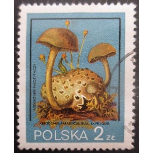 Pologne N°2510 Champignons Oblitéré