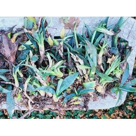 Lot De 3 Pieds D Agave