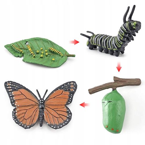 Papillon De Cycle De Croissance D'animaux D'imitation, Coccinelle