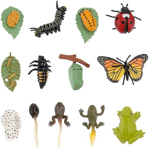 3 Ensembles De Figurines DInsectes Cycle De Vie Du Papillon Coccinelle Safariologie Cycle De Croissance Modle ducation 