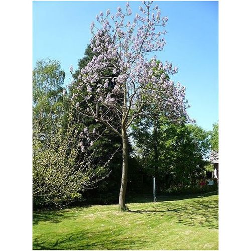 30 Graines De Paulownia Tomentosa Paulownia Tomentosa
