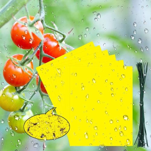 30 Pcs Pièges à Insectes, Jaune Mouche piège Double Face Piege