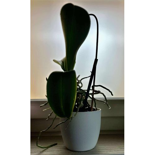 ? Superbe Cache Pot Blanc En Pvc H 11,5 Cm Diamètre 13,5 Cm, J'en Ai 3 Disponibles