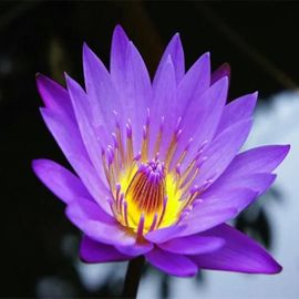 20 Pcs Graines De Lotus Facile À Planter Des Plantes Fleurs Viable Intérieur Extérieur 4