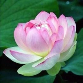 20 Pcs Graines De Lotus Facile À Planter Des Plantes Fleurs Viable Intérieur Extérieur 5