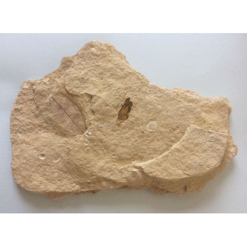 Fossile De Feuille