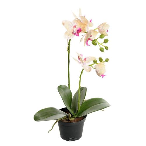 Orchidee Artificielle 2 Hampes En Pot H 40 Cm Touché Réel Vanille