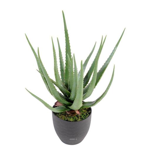 Aloé Vera Artificiel H 60 Cm Cactus Plante Grasse En Pot Pvc