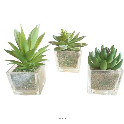 Agave Succulente Cactée Lot De 3 En Pot Verre H 9-16 Cm Vert Type B