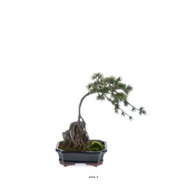 Bonsaï Pinus Artificiel, Sur Pierre, Pot Finition Mousse H 40 Cm