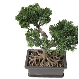Mini Bonsai Artificiel En Pot H 18,5 Cm