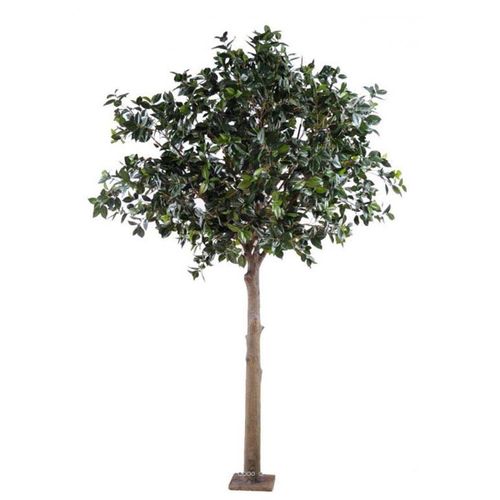 Camelia Japon Factice H300cm Tronc Bois Feuille Tergal L230cm Platine