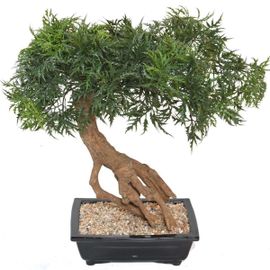 Bonsaï Aralia Artificiel H 60 Cm D 60 Cm En Pot