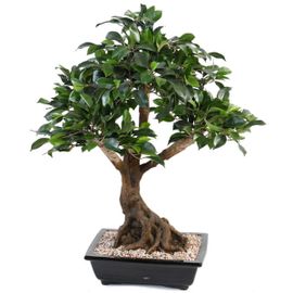 Bonsaï Ficus Artificiel H 55 Cm D 60 Cm En Pot