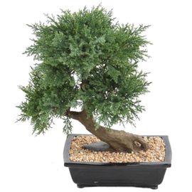 Bonsaï Genévrier Artificiel H 55 Cm D 50 Cm En Pot