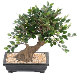 Bonsaï Orme De Chine Artificiel H 30 Cm D 28 Cm En Pot