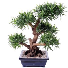 Bonsaï Podocarpus Artificiel H 70 Cm D 60 Cm En Pot