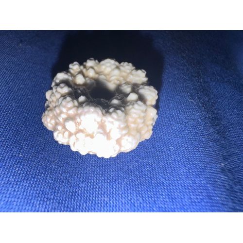 Fève - Couronne De Coquillage