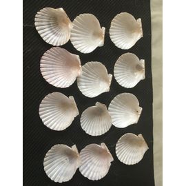 Jolies Verrines Coquillages Pour Vos Buffets , Barbecues Etc ... Neufs