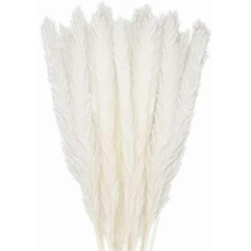 30pcs Pampas Herbe 58cm Naturel Pampas Fleurs Séché Bouquet De Fleurs Pour Vases Blanc Boho Décor Chambre À La Maison Salon Mariage Photo Centres De Table