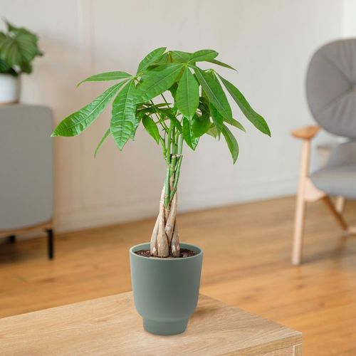Pachira + Cache Pot - Collection Plantes - Livraison Par Chronopost - L'atelier Interflora