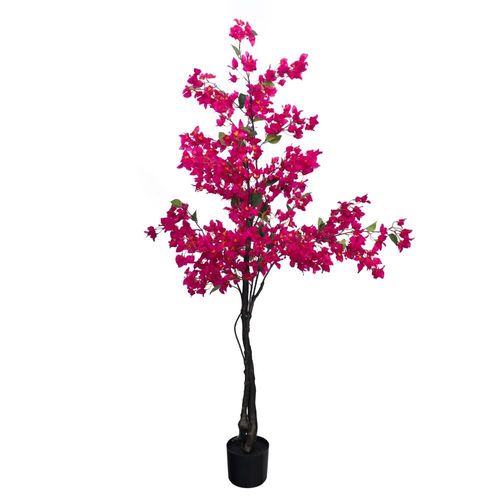 Bougainvillier Sanderiana 180 cm